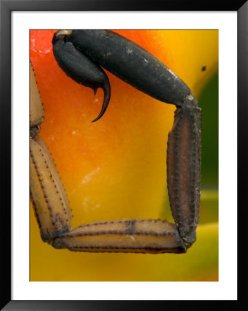 Scorpion Tail Against Heliconia Flower by Roy Toft Pricing Limited Edition Print image