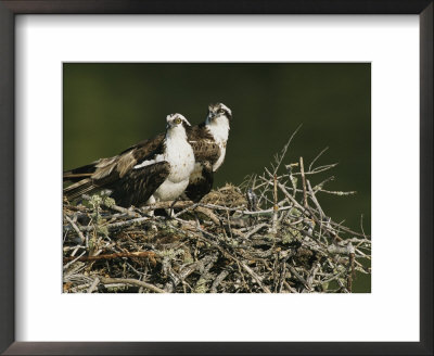 Osprey (Pandion Haliaetus) Pair On Nest, Lovers Keys, Florida by Roy Toft Pricing Limited Edition Print image