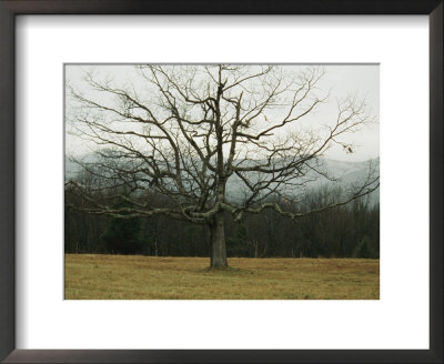 Bare Tree In A Meadow With Morning Fog by Raymond Gehman Pricing Limited Edition Print image
