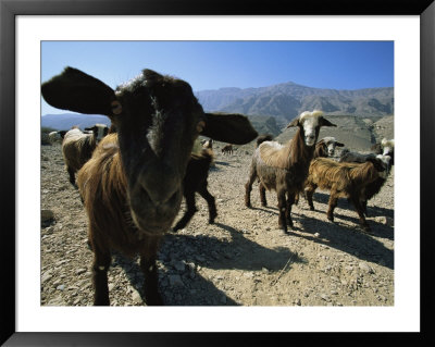 Goats At Sinkhole by Stephen Alvarez Pricing Limited Edition Print image