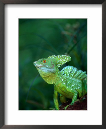 Green Basilisk(Basiliscus Plumifrons), Costa Rica by Alfredo Maiquez Pricing Limited Edition Print image