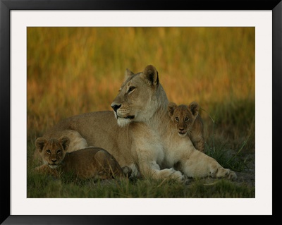African Lioness At Rest With Her Cubs In Afternoon Light by Beverly Joubert Pricing Limited Edition Print image