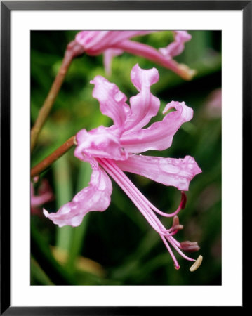 Nerine Bowdenii (Cape Flower) Bulbous Perennial by Mark Bolton Pricing Limited Edition Print image