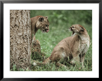 Mountain Lion, Male/Female Relationship, Washington by Frank Schneidermeyer Pricing Limited Edition Print image