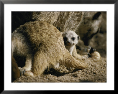 A Meerkat Pup Peers At The Camera by Jason Edwards Pricing Limited Edition Print image