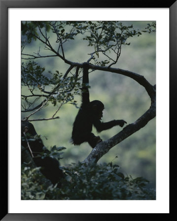 Young Chimpanzee Playing In Tree by Michael Nichols Pricing Limited Edition Print image