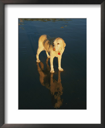 A Dog And Its Reflection Shine In The Afternoon Sunlight On A California Beach by Stacy Gold Pricing Limited Edition Print image