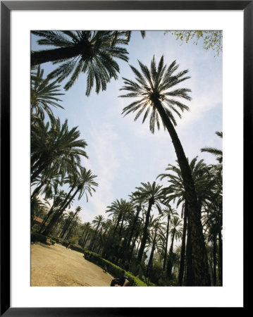 Man Sitting On A Bench Along A Palm Tree-Lined Path by Richard Nowitz Pricing Limited Edition Print image