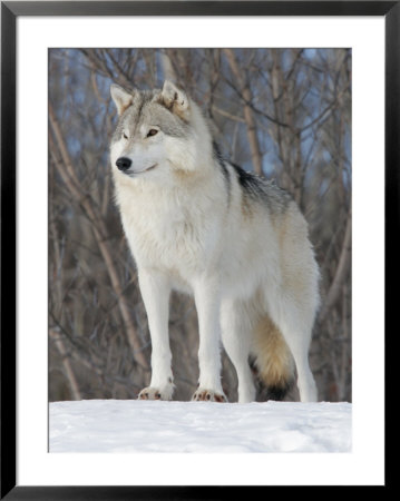 Gray Wolf, Ste-Anne-De-Bellevue, Canada by Robert Servranckx Pricing Limited Edition Print image