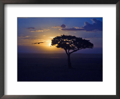 Early Sunrise On Vulture Gliding In Silhouetted Tree Of The Maasai Mara, Kenya by Joe Restuccia Iii Pricing Limited Edition Print image