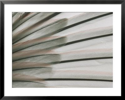 A Close View Of A Black-Chinned Sparrows Feathers by Tom Murphy Pricing Limited Edition Print image
