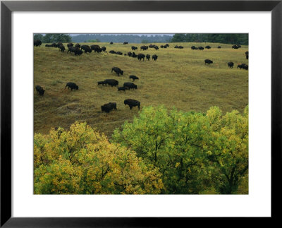 American Bison Graze On Gentle Hills Near Trees Displaying Autumn Foliage by Joel Sartore Pricing Limited Edition Print image