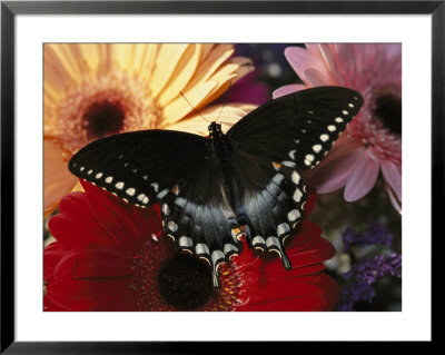 A Spicebush Swallowtail Butterfly Resting On Colorful Gerbera Daisies by Darlyne A. Murawski Pricing Limited Edition Print image