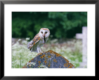 Barn Owl, With Shrew, Uk by David Tipling Pricing Limited Edition Print image
