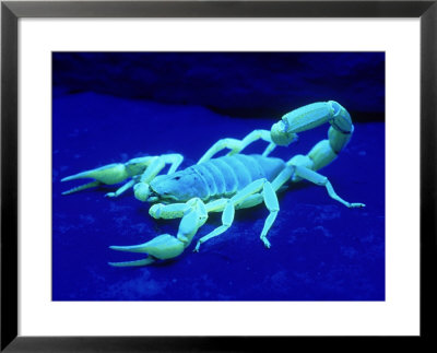 Giant Hairy Scorpion by David M. Dennis Pricing Limited Edition Print image