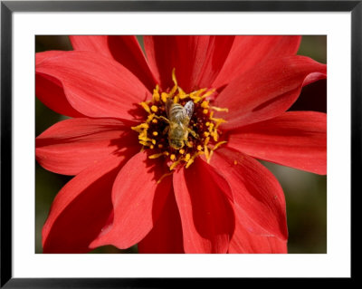 Closeup Of A Honey Bee Visiting A Red Flower by Tim Laman Pricing Limited Edition Print image