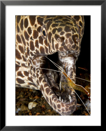 Cleaner Shrimp Cleaning Parasites From A Moray Eel's Mouth, Bali, Indonesia by Tim Laman Pricing Limited Edition Print image