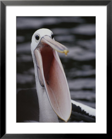 Australian Pelican With Gaping Bill by Jason Edwards Pricing Limited Edition Print image