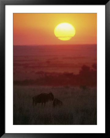 View At Sunset Of Silhouetted Blue Wildebeests In A Grassland by Bobby Model Pricing Limited Edition Print image