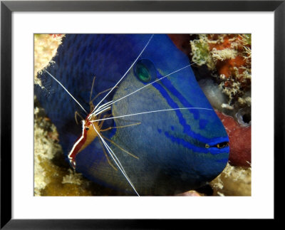 Cleaner Shrimp, With Redtooth Triggerfish, Malaysia by David B. Fleetham Pricing Limited Edition Print image