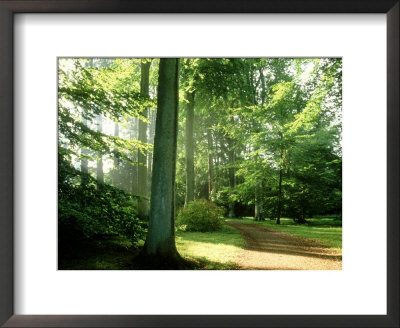Woodland Garden In Autumn, Atmospheric Sunlight Through Trees Onto Path, October by Mark Bolton Pricing Limited Edition Print image