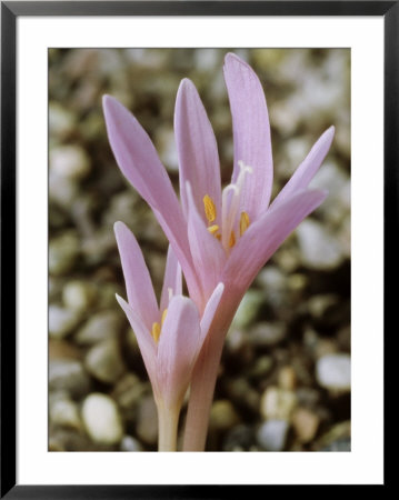 Colchicum Corsicum, October by Chris Burrows Pricing Limited Edition Print image