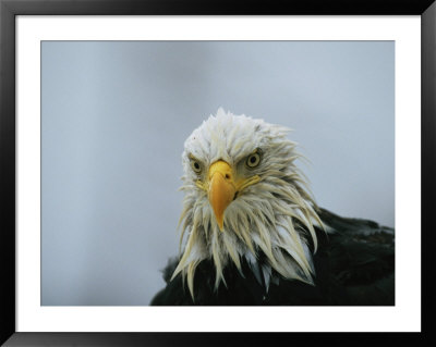 Portrait Of A Wet American Bald Eagle by Klaus Nigge Pricing Limited Edition Print image
