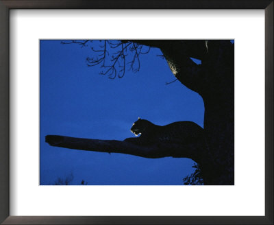 Close View Of A Leopard Perched On A Tree Branch by Kim Wolhuter Pricing Limited Edition Print image