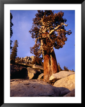 Looking Up At Bristlecone Pine Tree, Yosemite National Park, Usa by Levesque Kevin Pricing Limited Edition Print image
