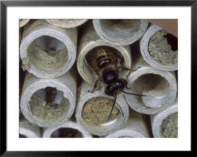 Red Mason Bee, Leaving Artificial Nest Tube, Middlesex, Uk by O'toole Peter Pricing Limited Edition Print image