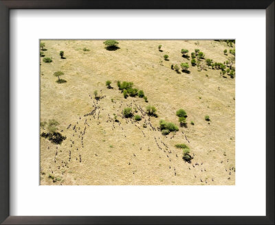 Hundreds Of Wildebeest Disperse Over Their Range On The Serengeti, Tanzania by Michael Fay Pricing Limited Edition Print image