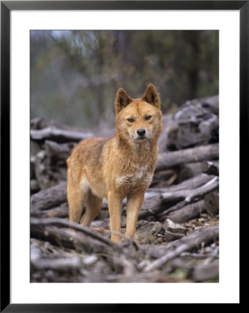 Dingo, Canis Familiaris Australia by Daniel Cox Pricing Limited Edition Print image