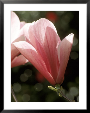 Magnolia (Galaxy), Tree by Mark Bolton Pricing Limited Edition Print image