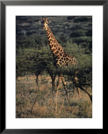 Portrait Of A Giraffe, South Africa by Kenneth Garrett Pricing Limited Edition Print image