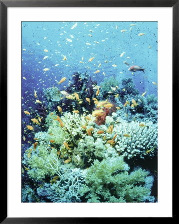 Anthias School On A Coral Reef, Red Sea, Egypt by Jeff Rotman Pricing Limited Edition Print image