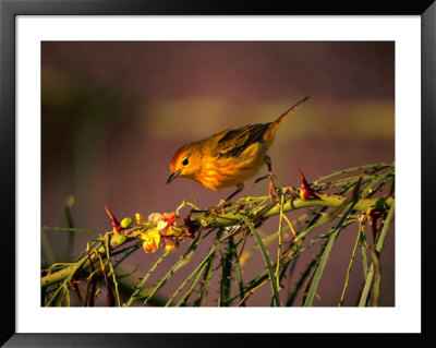 Yellow Warbler On A Thorny Branch, Galapagos, Ecuador by Ralph Lee Hopkins Pricing Limited Edition Print image