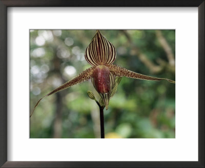 Close-Up Of A Rare Orchid Flower, Borneo, Asia by James Gritz Pricing Limited Edition Print image