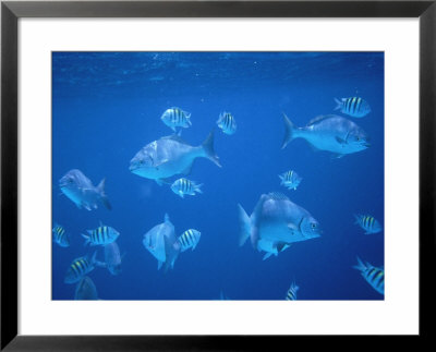 Tropical Fish, Caribbean by Lauree Feldman Pricing Limited Edition Print image