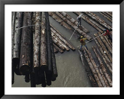 Three Men Push Floating Logs Into Manageable Bundles by Joel Sartore Pricing Limited Edition Print image