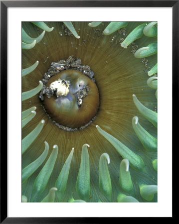 Green Sea Anemone, Second Beach, Olympic National Park, Washington, Usa by Jamie & Judy Wild Pricing Limited Edition Print image