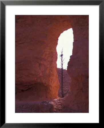 Window View With Tree From Peek-A-Boo Trail, Bryce Canyon National Park, Utah, Usa by Jamie & Judy Wild Pricing Limited Edition Print image