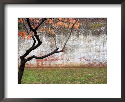 Tree And Wall At Seodaemun Prison, North Of River, Seoul, South Korea by Anthony Plummer Pricing Limited Edition Print image
