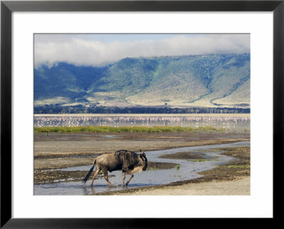 Blue Wildebeest Ngorongoro Crater, Arusha, Tanzania by Ariadne Van Zandbergen Pricing Limited Edition Print image