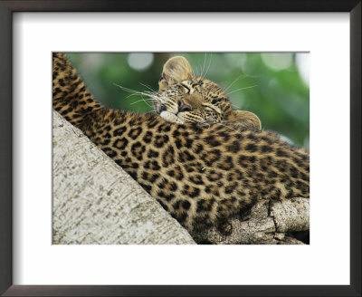 Leopard Cub Sleeping On Mother, Note Tick On Cheek, Kenya by Anup Shah Pricing Limited Edition Print image