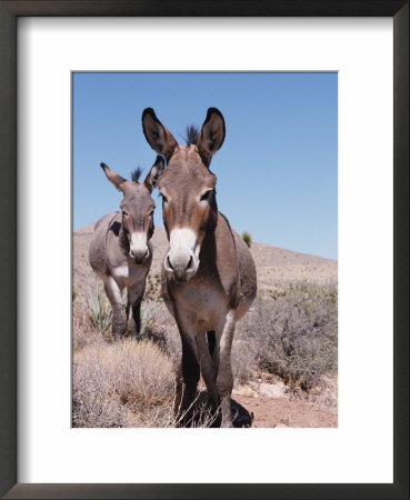 Wild Burro, Arizona/Nevada, Usa, North America by Lynn M. Stone Pricing Limited Edition Print image
