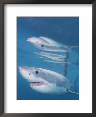 Great White Shark Portrait, Dyer Island, Gansbaai, South Africa by Doug Perrine Pricing Limited Edition Print image
