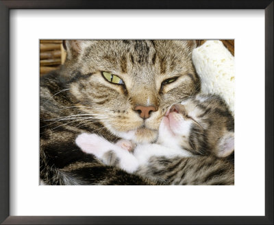 Domestic Cat, Tabby Mother And Her Sleeping 2-Week Kitten by Jane Burton Pricing Limited Edition Print image