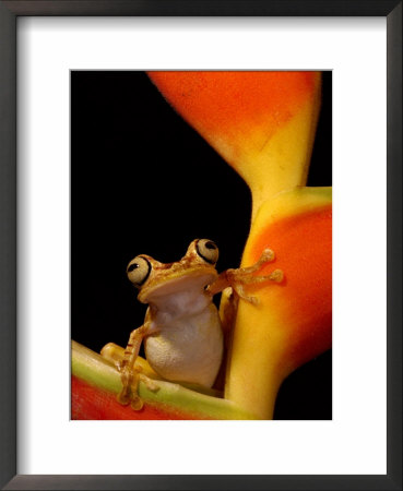 Chachi Tree Frog, Choco Forest, Ecuador by Pete Oxford Pricing Limited Edition Print image