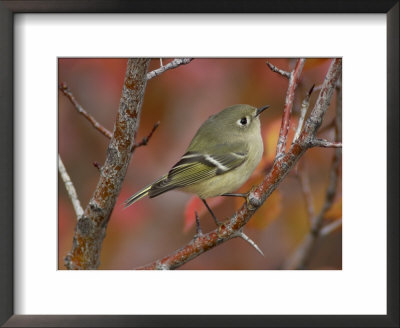 Ruby Crowned Kinglet, Adult In Black Hawthorn, Grand Teton National Park, Wyoming, Usa by Rolf Nussbaumer Pricing Limited Edition Print image