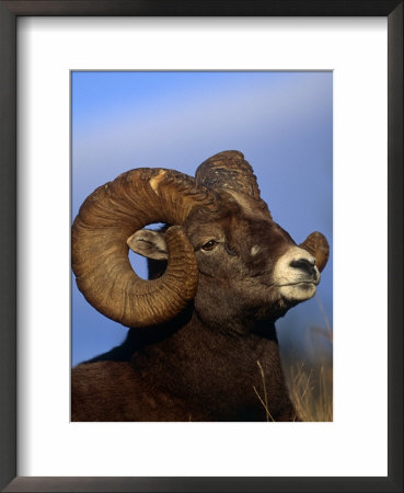 Rocky Mountain Bighorn Sheep, Jasper National Park, Alberta, Canada by Lynn M. Stone Pricing Limited Edition Print image